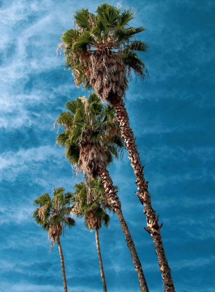 palm trees in Escondido